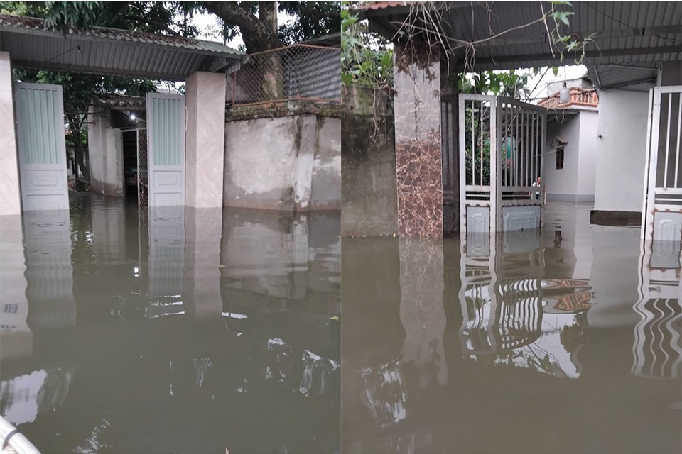 93ha lúa ở huyện Thạch Thất ngập trắng không có khả năng phục hồi 93ha lúa ở huyện Thạch Thất ngập trắng không có khả năng phục hồi