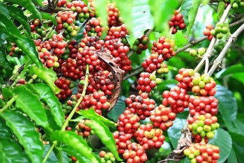 Giá cà phê hôm nay 4/8/2024: Trong nước tăng nhẹ, sản lượng cà phê của Việt Nam có tiếp tục giảm?