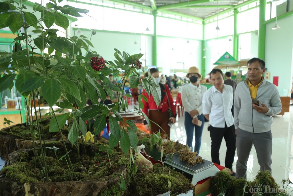 Các hộ trồng sâm Ngọc Linh và các cơ sở kinh doanh cho biết thời tiết cực đoan khiến thời gian ''ngủ đông'' của sâm Ngọc Linh kéo dài Các hộ trồng sâm Ngọc Linh và các cơ sở kinh doanh cho biết thời tiết cực đoan khiến thời gian ''ngủ đông'' của sâm Ngọc Linh kéo dài