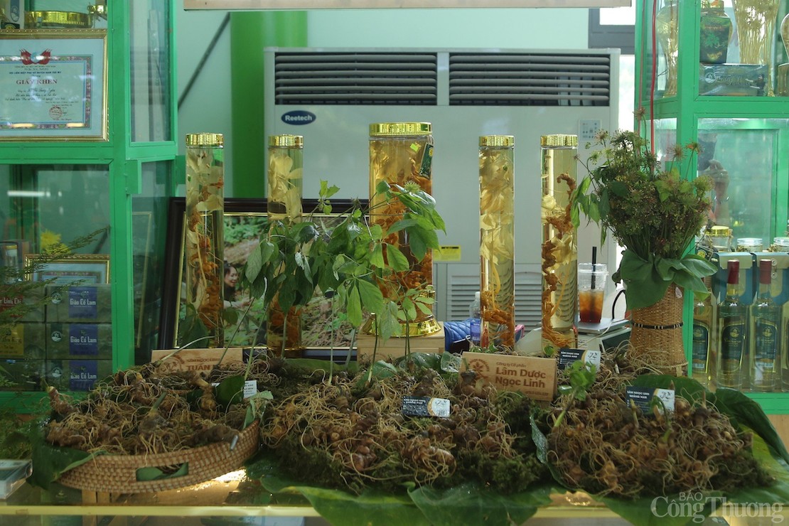 Huyện Nam Trà My hướng tới chế biến sâu các sản phẩm từ sâm Ngọc Linh thay vì xuất thô như hiện tại Huyện Nam Trà My hướng tới chế biến sâu các sản phẩm từ sâm Ngọc Linh thay vì xuất thô như hiện tại