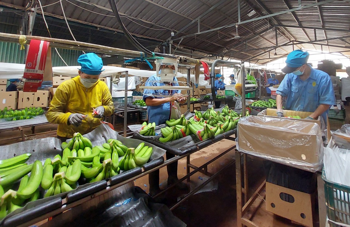 Nguyên nhân nào khiến EU gia tăng cảnh báo hàng nông sản Việt? Nguyên nhân nào khiến EU gia tăng cảnh báo hàng nông sản Việt?
