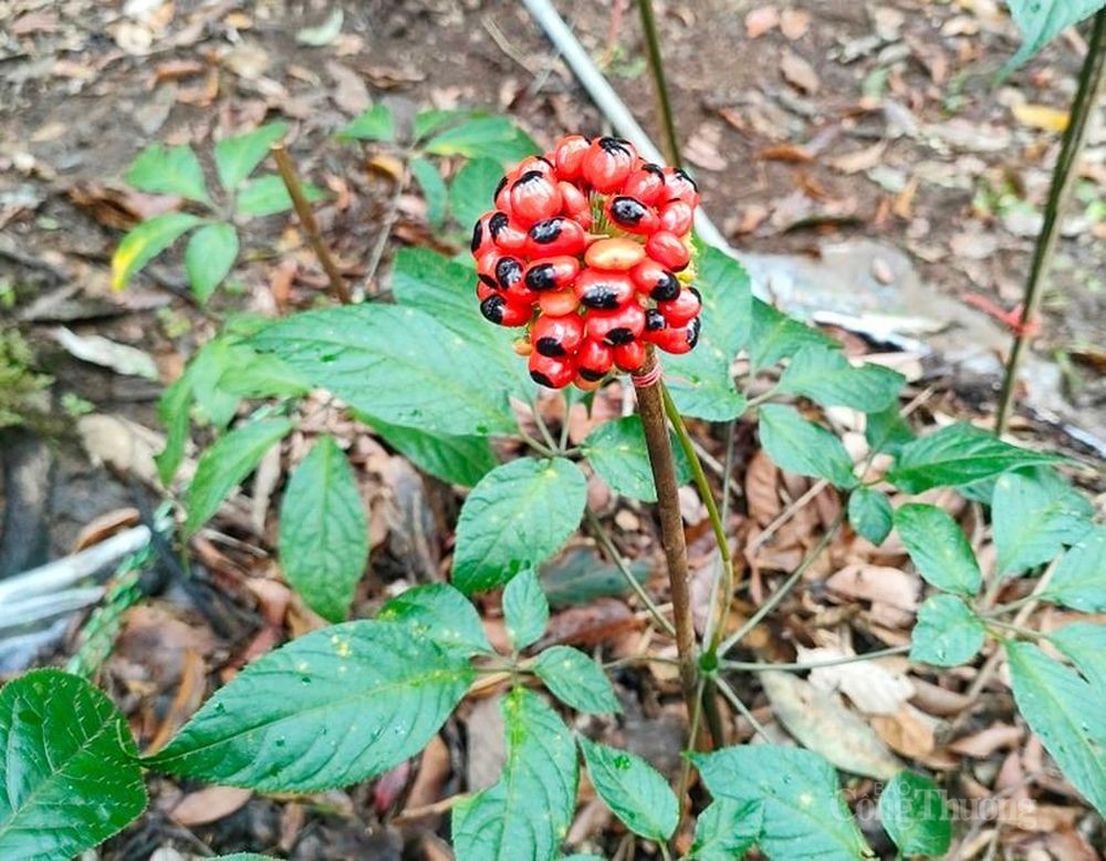Nếu làm không tốt công tác chuẩn bị, với quy định chống phá rừng của Châu Âu, sâm Ngọc Linh sẽ khó có thể xuất khẩu ra thế giới Nếu làm không tốt công tác chuẩn bị, với quy định chống phá rừng của Châu Âu, sâm Ngọc Linh sẽ khó có thể xuất khẩu ra thế giới