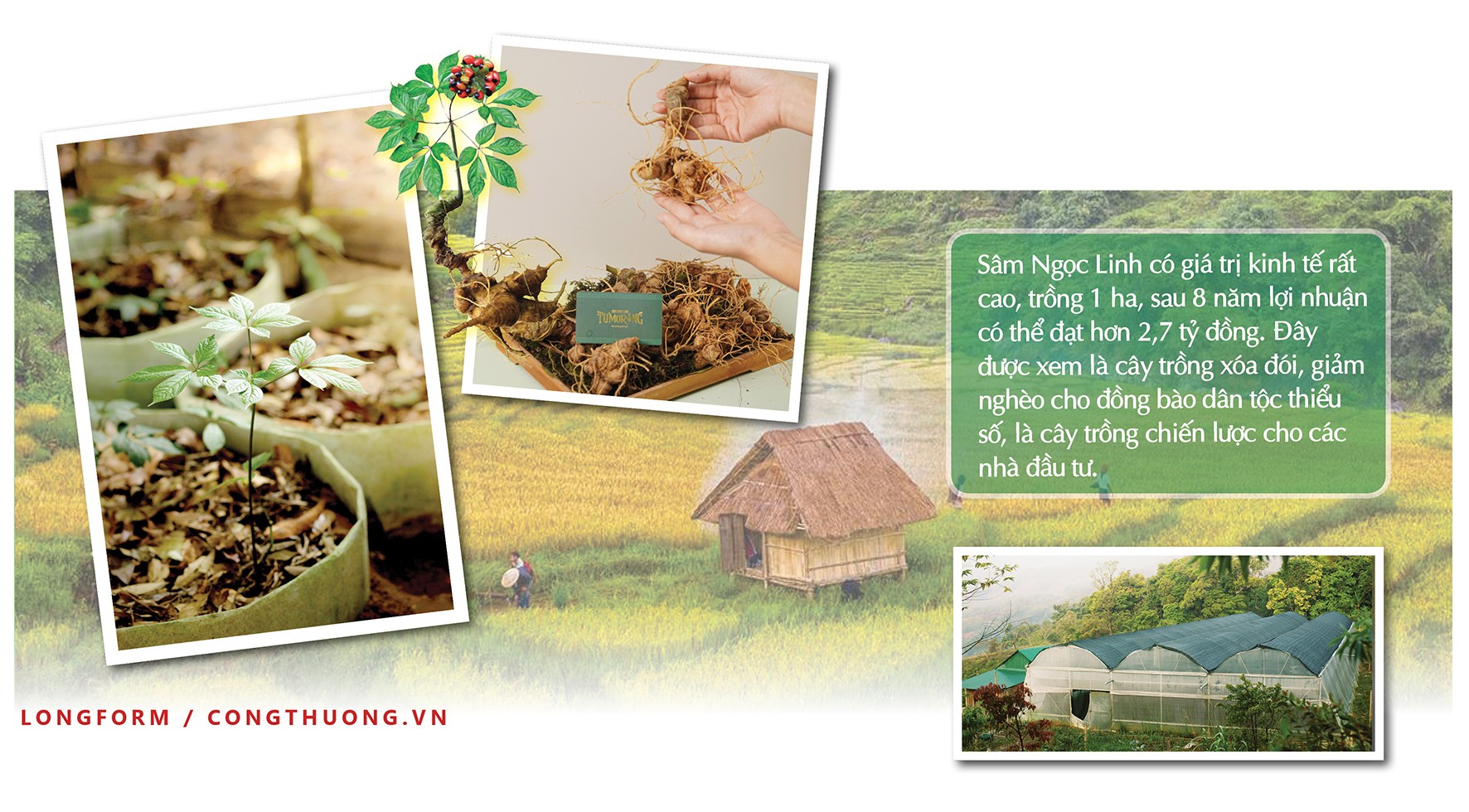 Longform | Xây dựng và bảo vệ thương hiệu 'quốc bảo' sâm Ngọc Linh Longform | Xây dựng và bảo vệ thương hiệu 'quốc bảo' sâm Ngọc Linh