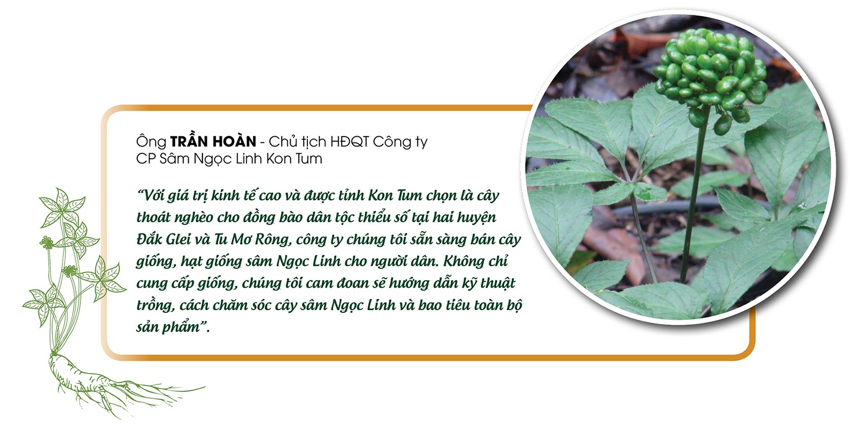 Longform | Xây dựng và bảo vệ thương hiệu 'quốc bảo' sâm Ngọc Linh Longform | Xây dựng và bảo vệ thương hiệu 'quốc bảo' sâm Ngọc Linh