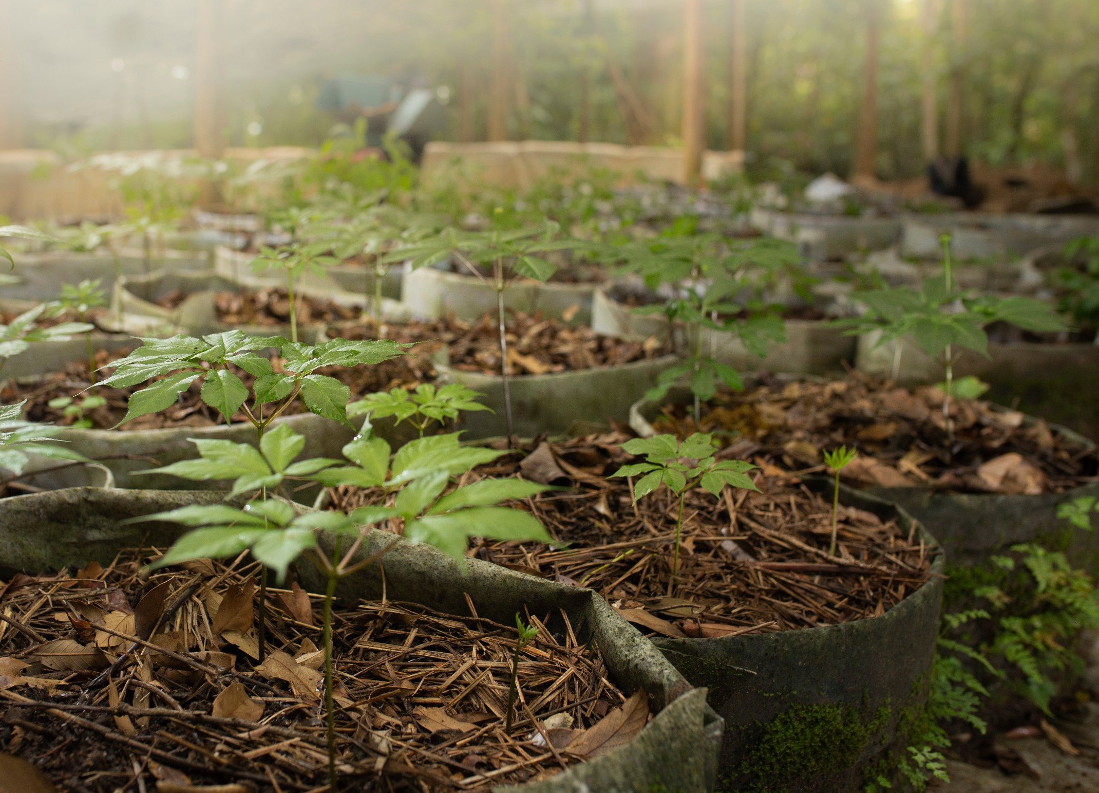 Longform | Xây dựng và bảo vệ thương hiệu 'quốc bảo' sâm Ngọc Linh Longform | Xây dựng và bảo vệ thương hiệu 'quốc bảo' sâm Ngọc Linh