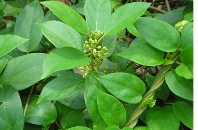 Những lưu ý với người bệnh tiểu đường khi sử dụng cây dây thìa canh Những lưu ý với người bệnh tiểu đường khi sử dụng cây dây thìa canh