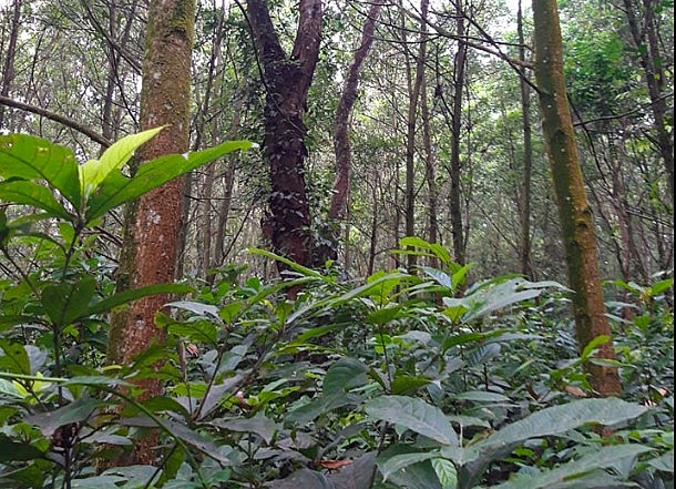 Thanh Hoá: Lý do 2 công ty lâm nghiệp chưa hoàn thành sắp xếp theo Nghị quyết 30, Kết luận 82 của Bộ Chính trị Thanh Hoá: Lý do 2 công ty lâm nghiệp chưa hoàn thành sắp xếp theo Nghị quyết 30, Kết luận 82 của Bộ Chính trị