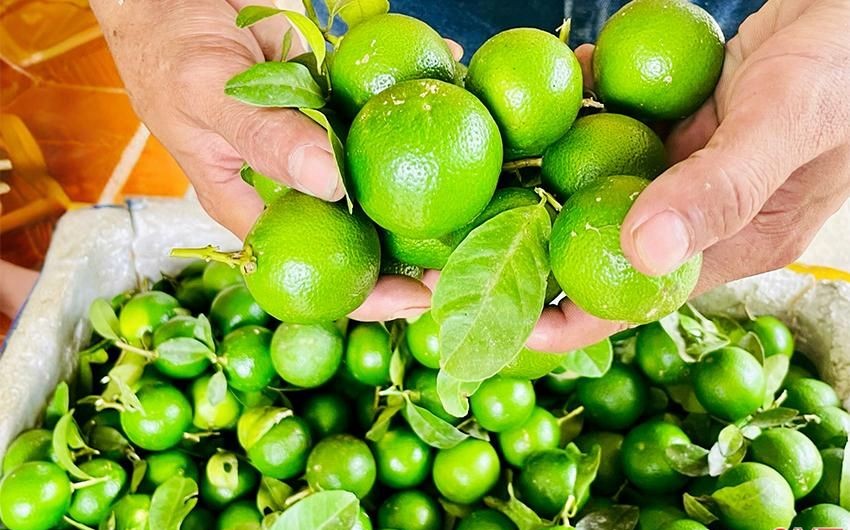 Giá nông sản hôm nay ngay 9/8/2024: Tiêu tăng trở lại sau 3 ngày giảm liên tiếp Giá nông sản hôm nay ngay 9/8/2024: Tiêu tăng trở lại sau 3 ngày giảm liên tiếp