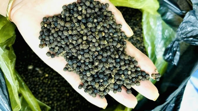 Dự báo giá tiêu ngày 10/8/2024: Dự báo giá tiêu ngày 10/8/2024: