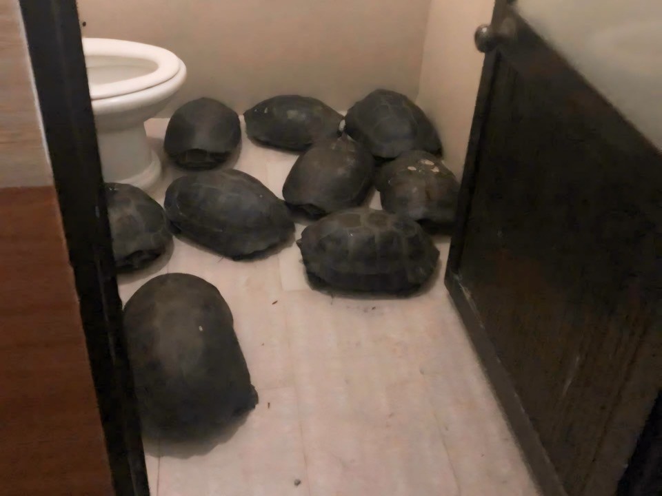 undefined Phát hiện số lượng lớn cá thể rùa nuôi nhốt trái quy định tại Đà Nẵng