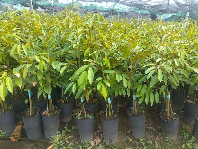 Giá nông sản hôm nay 11/8/2024: Tiêu tiếp tục neo cao, cây giống sầu riêng khan hàng, giá tăng gấp đôi Giá nông sản hôm nay 11/8/2024: Tiêu tiếp tục neo cao, cây giống sầu riêng khan hàng, giá tăng gấp đôi