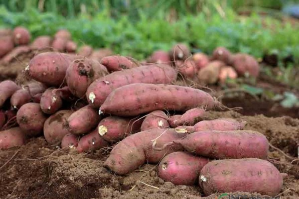 Xuất khẩu tuần từ 5-11/8: Khoai lang Việt xuất khẩu sang Nhật giá hơn 50.000 đồng/kg Xuất khẩu tuần từ 5-11/8: Khoai lang Việt xuất khẩu sang Nhật giá hơn 50.000 đồng/kg