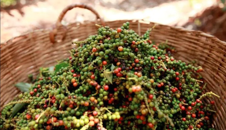 Dự báo giá tiêu ngày 13/8/2024: Dự báo giá tiêu ngày 13/8/2024: