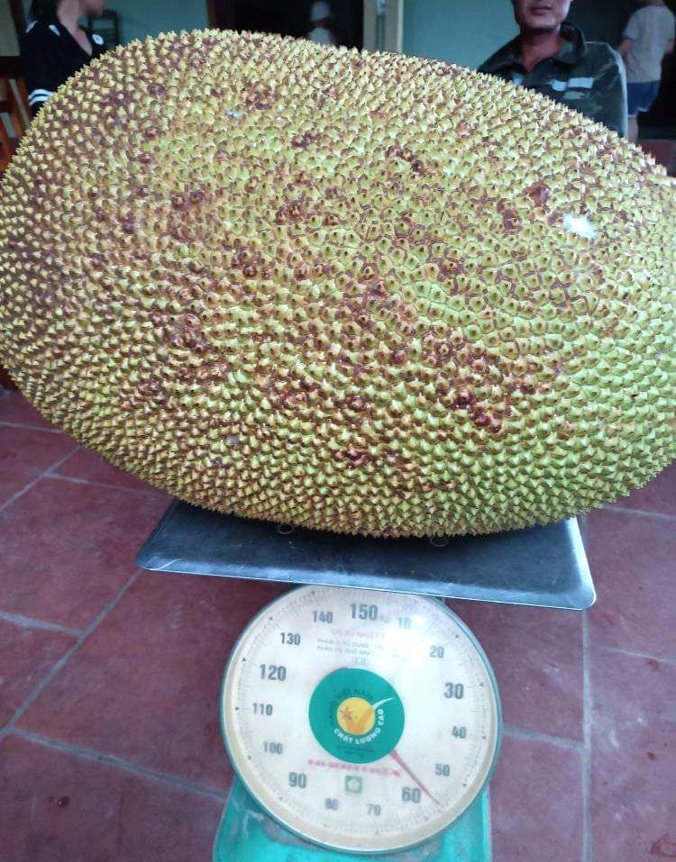 mít khổng lồ mít khổng lồ