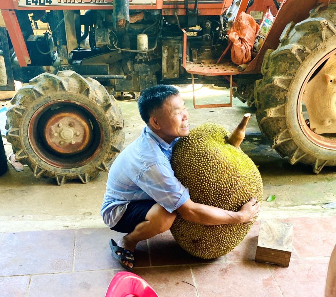 mít khổng lồ mít khổng lồ