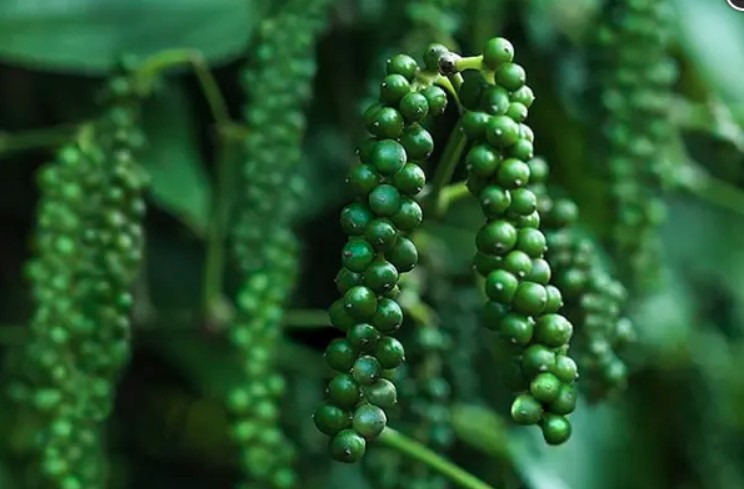 Giá nông sản hôm nay 12/8: Tiêu bật tăng trở lại; sầu riêng neo ở mức cao Giá nông sản hôm nay 12/8: Tiêu bật tăng trở lại; sầu riêng neo ở mức cao