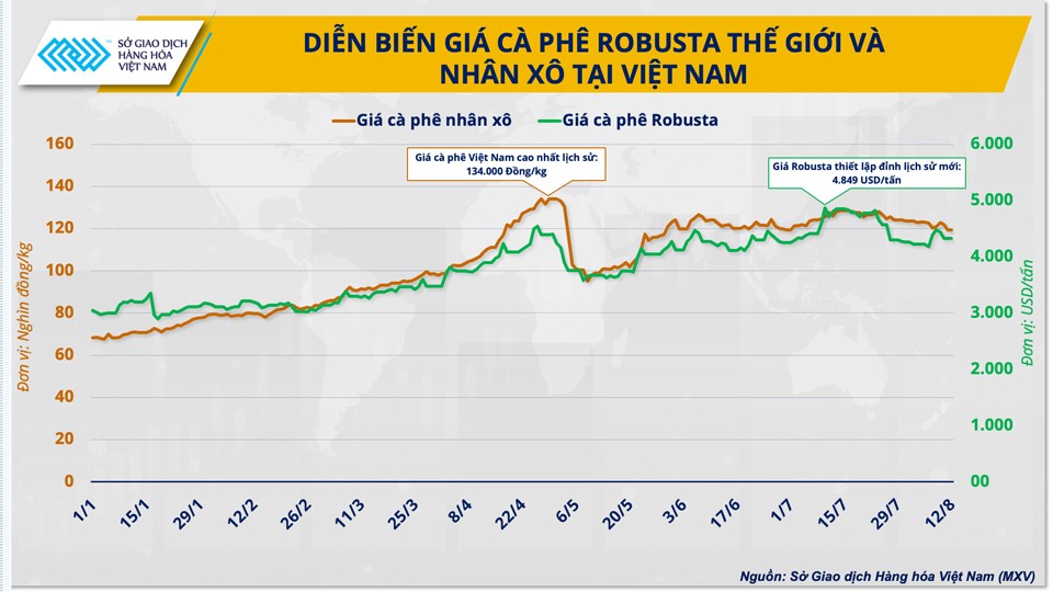 Giá cà phê trong nước ‘lệch nhịp’ với thế giới Giá cà phê trong nước ‘lệch nhịp’ với thế giới
