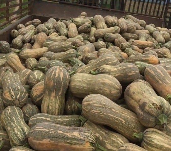 Giá nông sản hôm nay 12/8: Tiêu bật tăng trở lại; sầu riêng neo ở mức cao Giá nông sản hôm nay 12/8: Tiêu bật tăng trở lại; sầu riêng neo ở mức cao