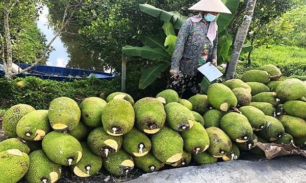 Giá nông sản hôm nay 12/8: Tiêu bật tăng trở lại; sầu riêng neo ở mức cao Giá nông sản hôm nay 12/8: Tiêu bật tăng trở lại; sầu riêng neo ở mức cao