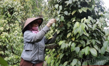 Dự báo giá tiêu ngày 15/8/2024: Tăng mạnh trở lại, liệu vùng giá mới có được thiết lập?