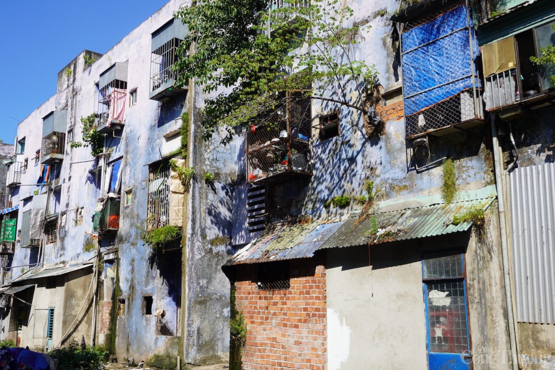 Các bức tường chung cư bị cây dại mọc bám , có nguy cơ đổ sập bất cứ lúc nào.