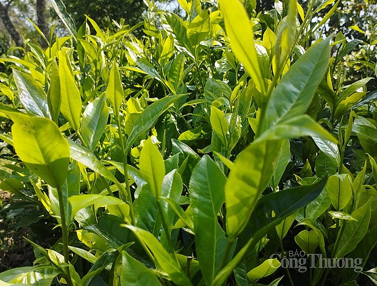 hiện tổng diện tích chè trên địa bàn toàn huyện Bát Xát là 329,8 ha hiện tổng diện tích chè trên địa bàn toàn huyện Bát Xát là 329,8 ha