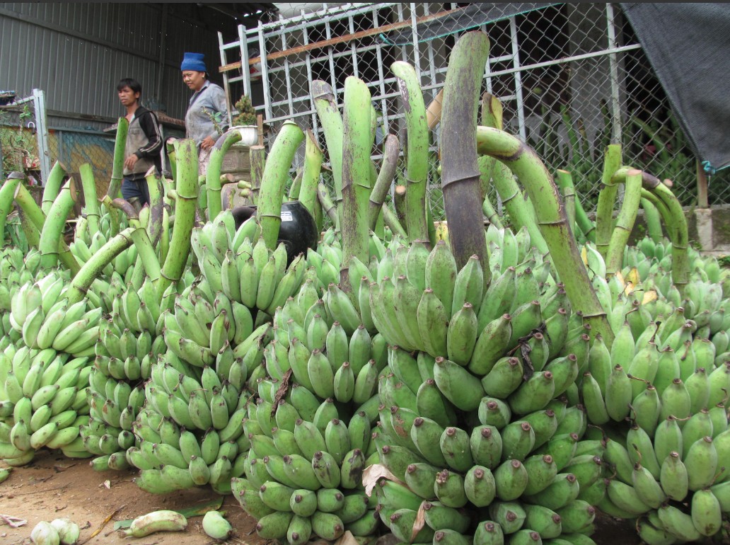 Giá nông sản hôm nay ngày 16/8: Tiêu quay đầu giảm; sầu Thái đồng loạt tăng 106.000 đồng/kg Giá nông sản hôm nay ngày 16/8: Tiêu quay đầu giảm; sầu Thái đồng loạt tăng 106.000 đồng/kg