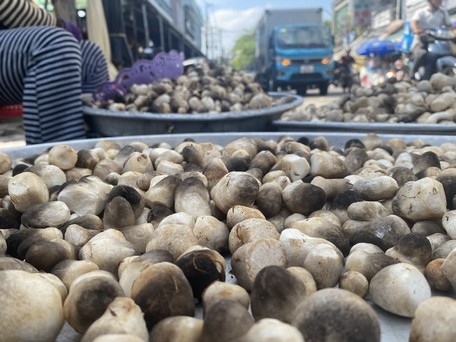 Giá nông sản hôm nay ngày 16/8: Tiêu quay đầu giảm; sầu Thái đồng loạt tăng 106.000 đồng/kg Giá nông sản hôm nay ngày 16/8: Tiêu quay đầu giảm; sầu Thái đồng loạt tăng 106.000 đồng/kg