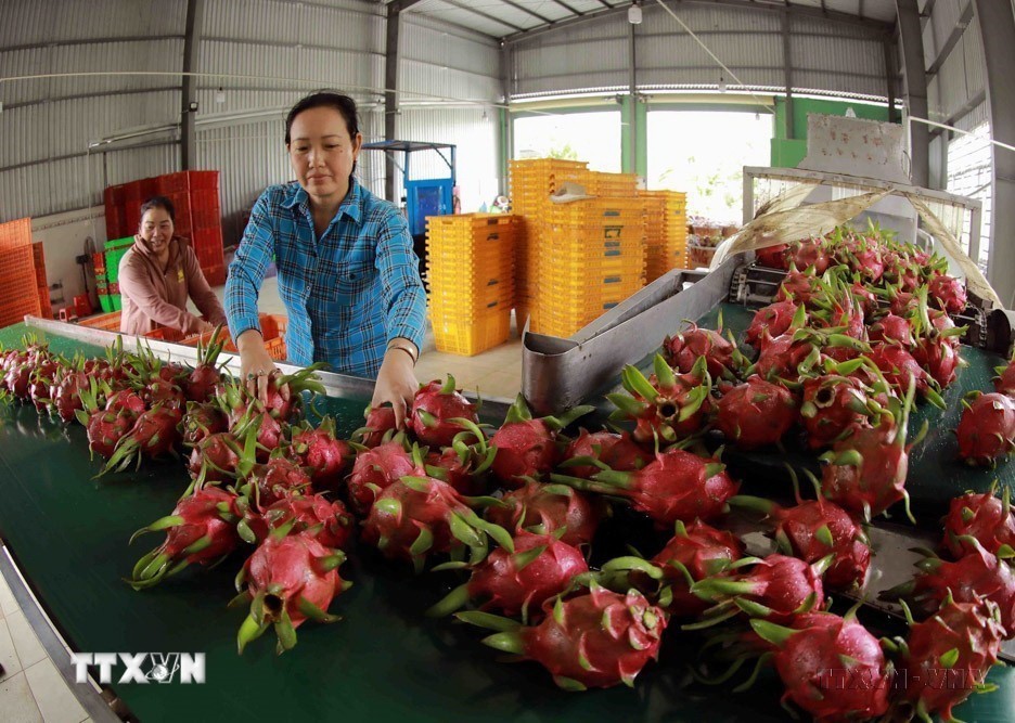 Quả thanh long của tỉnh Long An đáp ứng yêu cầu thị trường trong nước và được xuất khẩu chính ngạch sang thị trường Trung Quốc. (Ảnh: Vũ Sinh/TTXVN) ttxvn_Viet-Trung5.jpg
