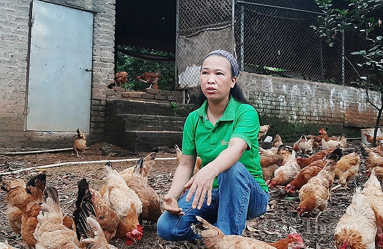 Cô nông dân Sóc Sơn với hành trình hiện thực hóa ước mơ xây nông trại xanh - cung cấp thực phẩm sạch