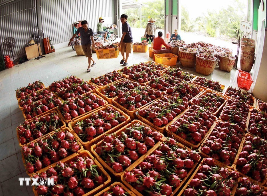Hợp tác xã thanh long Long Hội (Long An) cung cấp cho thị trường trong nước và xuất khẩu sang Trung Quốc khoảng hơn 5.000 tấn quả mỗi năm. (Ảnh: Vũ Sinh/TTXVN) ttxvn_thanh long.jpg
