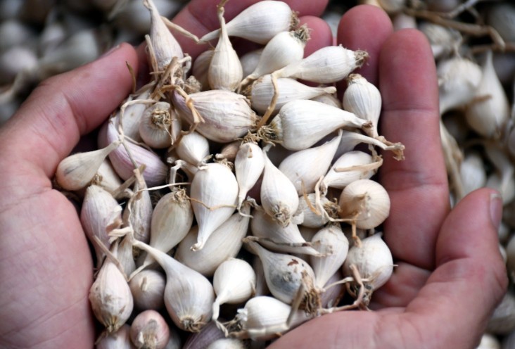 Giá nông sản hôm nay 18/8: Tiêu tăng mạnh trở lại, sầu riêng Ri6 và sầu Thái duy trì ổn định Giá nông sản hôm nay 18/8: Tiêu tăng mạnh trở lại, sầu riêng Ri6 và sầu Thái duy trì ổn định