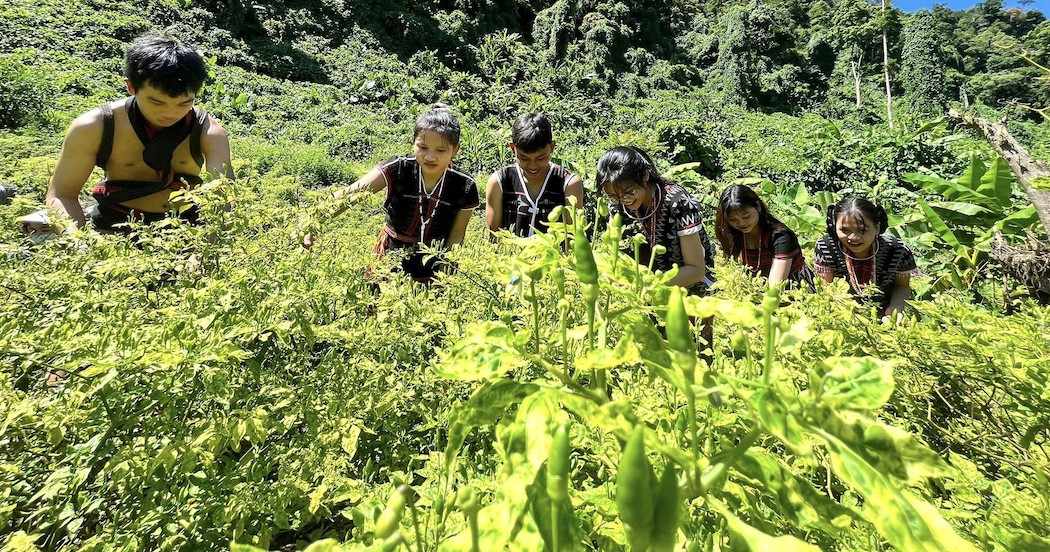 Xúc tiến thương mại ớt A Riêu - Đặc sản miền núi Quảng Nam Xúc tiến thương mại ớt A Riêu - Đặc sản miền núi Quảng Nam