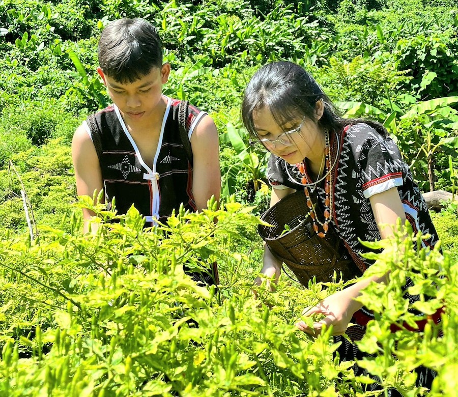 Xúc tiến thương mại ớt A Riêu - Đặc sản miền núi Quảng Nam Xúc tiến thương mại ớt A Riêu - Đặc sản miền núi Quảng Nam