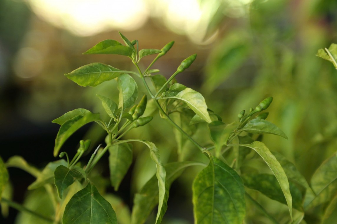 Xúc tiến thương mại ớt A Riêu - Đặc sản miền núi Quảng Nam Xúc tiến thương mại ớt A Riêu - Đặc sản miền núi Quảng Nam