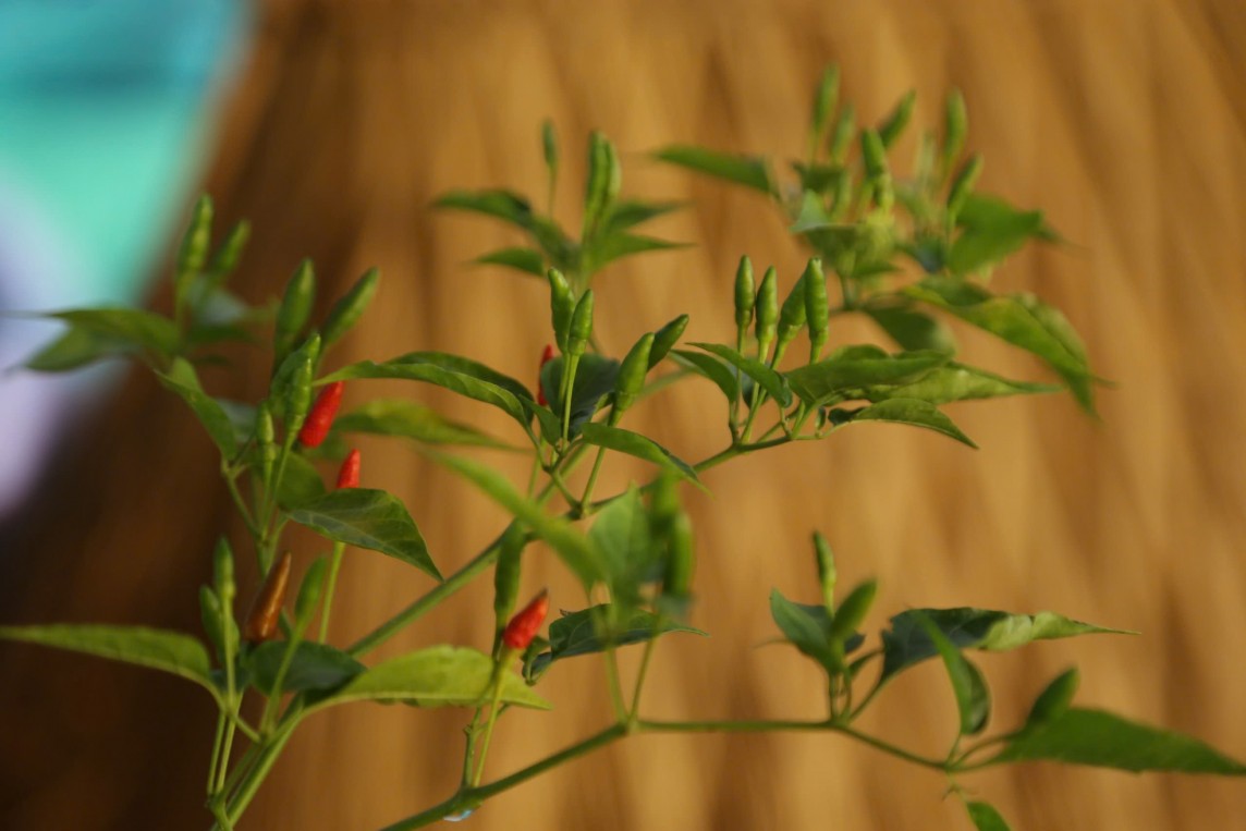 Xúc tiến thương mại ớt A Riêu - Đặc sản miền núi Quảng Nam Xúc tiến thương mại ớt A Riêu - Đặc sản miền núi Quảng Nam