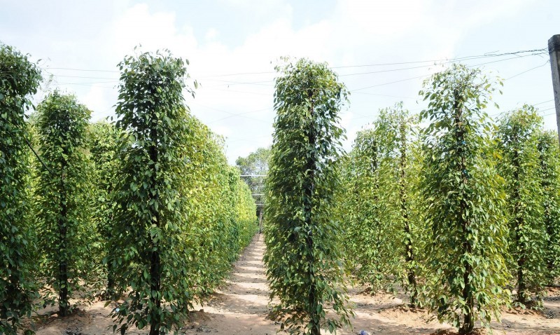 Dự báo giá tiêu ngày 22/8/2024: Dự báo giá tiêu ngày 22/8/2024: