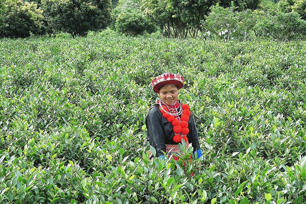 Huyện Bạch Thông – Bắc Kạn: Xây dựng chuỗi sản xuất, tiêu thụ nông sản bền vững