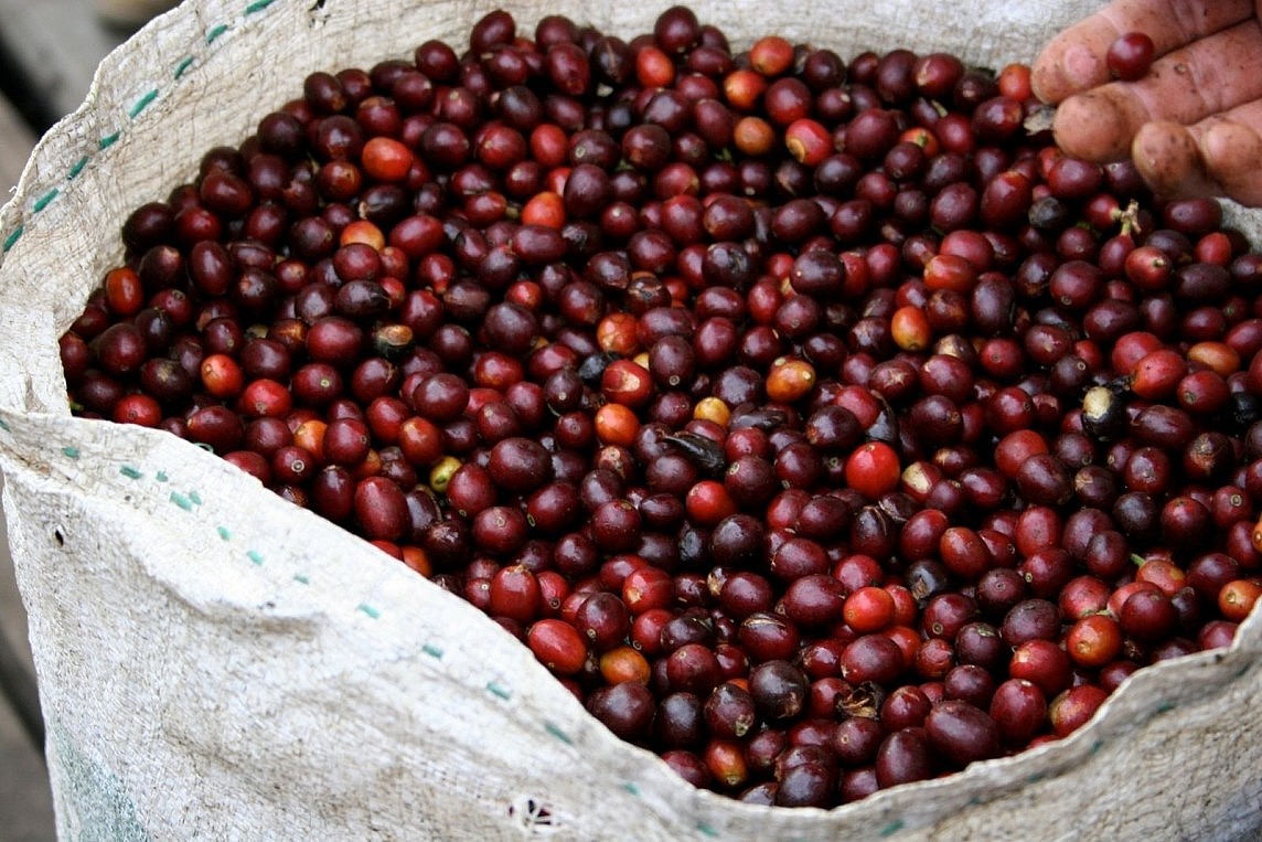 Giá cà phê Robusta phá vỡ kỷ lục tạo mức đỉnh lịch sử mới khi gần tiến tới mốc 5.000 USD/tấn. Giá cà phê Robusta phá vỡ kỷ lục tạo mức đỉnh lịch sử mới khi gần tiến tới mốc 5.000 USD/tấn.