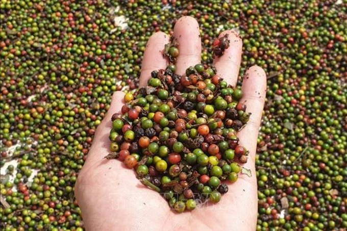 Giá tiêu hôm nay 23/8/2024: Giá tiêu hôm nay 23/8/2024: