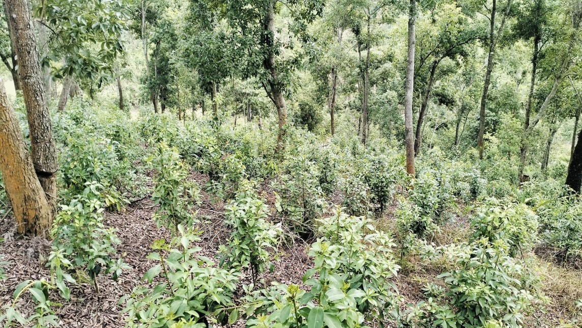 Hà Giang: Nâng tầm thương hiệu sản phẩm hồi Yên Minh vươn xa Hà Giang: Nâng tầm thương hiệu sản phẩm hồi Yên Minh vươn xa