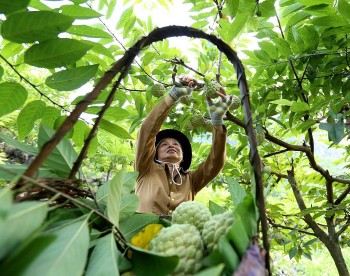 Công nghệ số đưa nông sản Lạng Sơn vươn ra 'biển lớn'