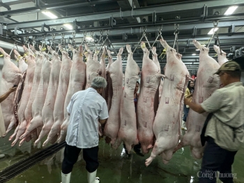Chuyển đổi giết mổ công nghiệp tại TP. Hồ Chí Minh: Còn nhiều lỗ hổng
