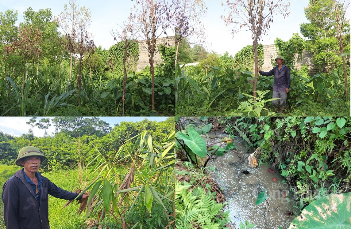 Hòa Bình: Dân bức xúc tố trại chăn nuôi lợn, ngan gây ô nhiễm Hòa Bình: Dân bức xúc tố trại chăn nuôi lợn, ngan gây ô nhiễm