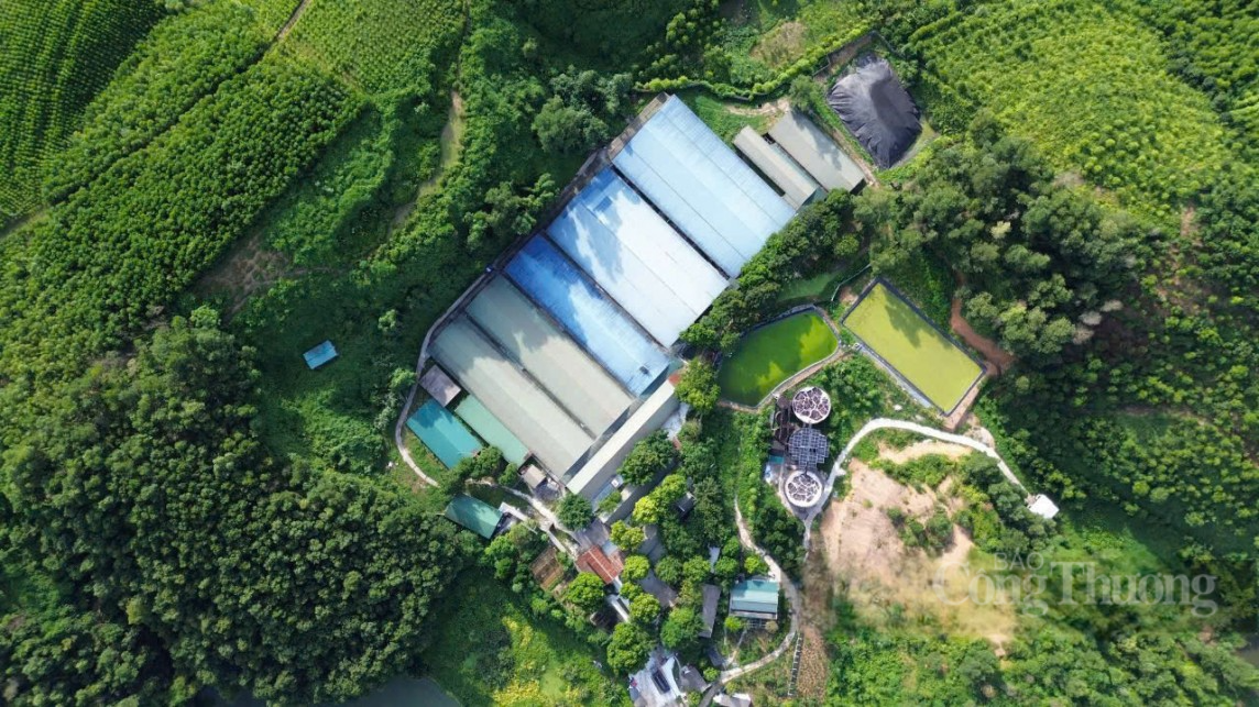 Hòa Bình: Dân bức xúc tố trại chăn nuôi lợn, ngan gây ô nhiễm Hòa Bình: Dân bức xúc tố trại chăn nuôi lợn, ngan gây ô nhiễm