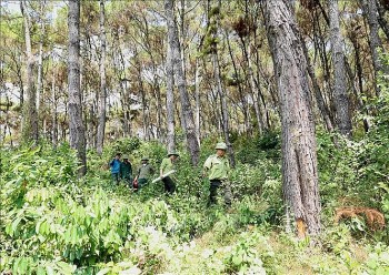 Quy hoạch lâm nghiệp: Giá trị xuất khẩu đồ gỗ và lâm sản đạt 25 tỷ USD vào năm 2030