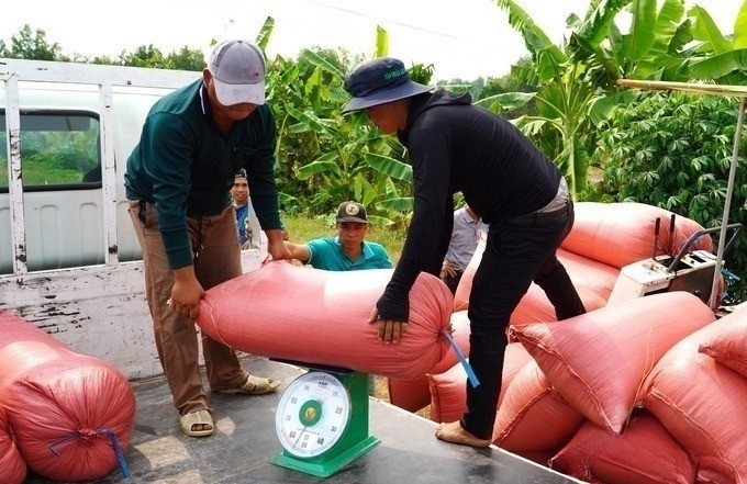 Giá lúa tươi được thương lái thu mua tại ruộng từ 8.000 đến 8.500 đồng/kg. Ảnh BLO