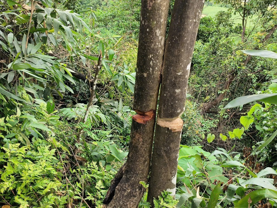 phá rừng phá rừng