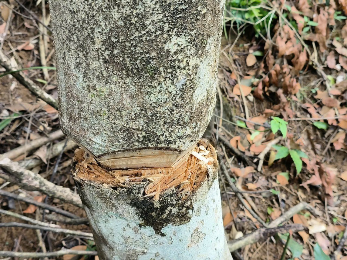 phá rừng phá rừng