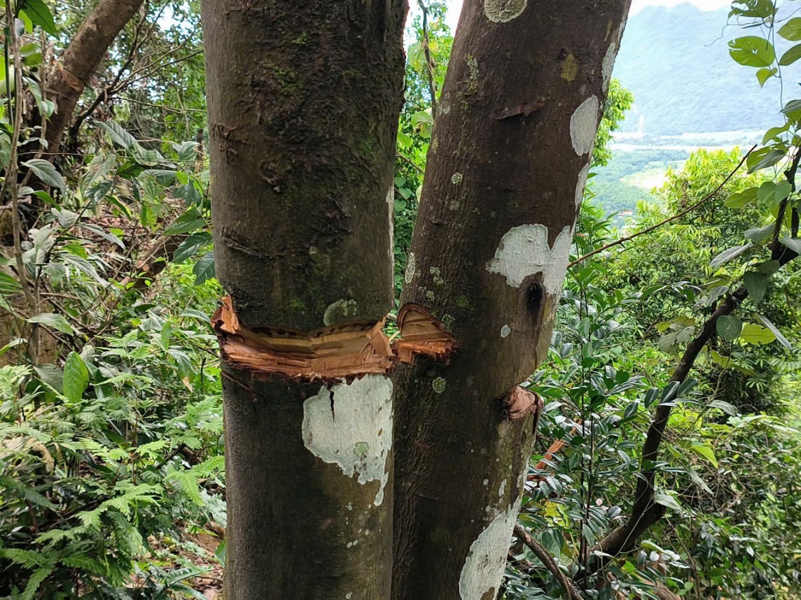 phá rừng phá rừng